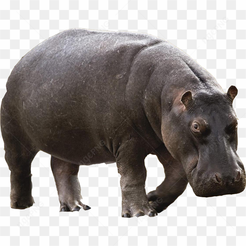 Hippopotamus amazing stare