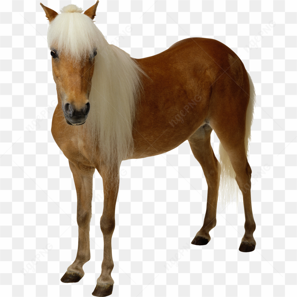 Beautiful horse brown