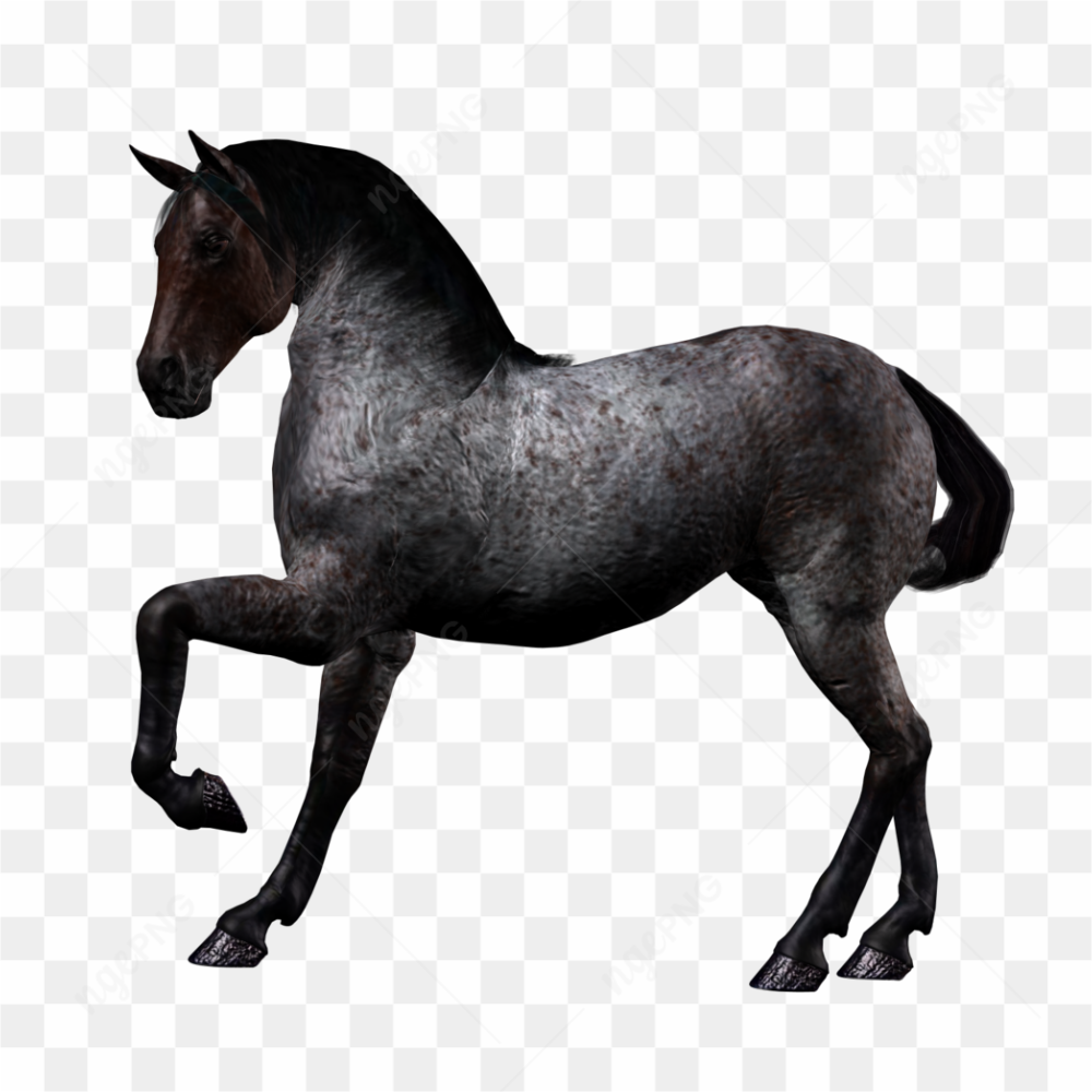 Beautiful horse black