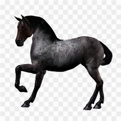 Beautiful horse black