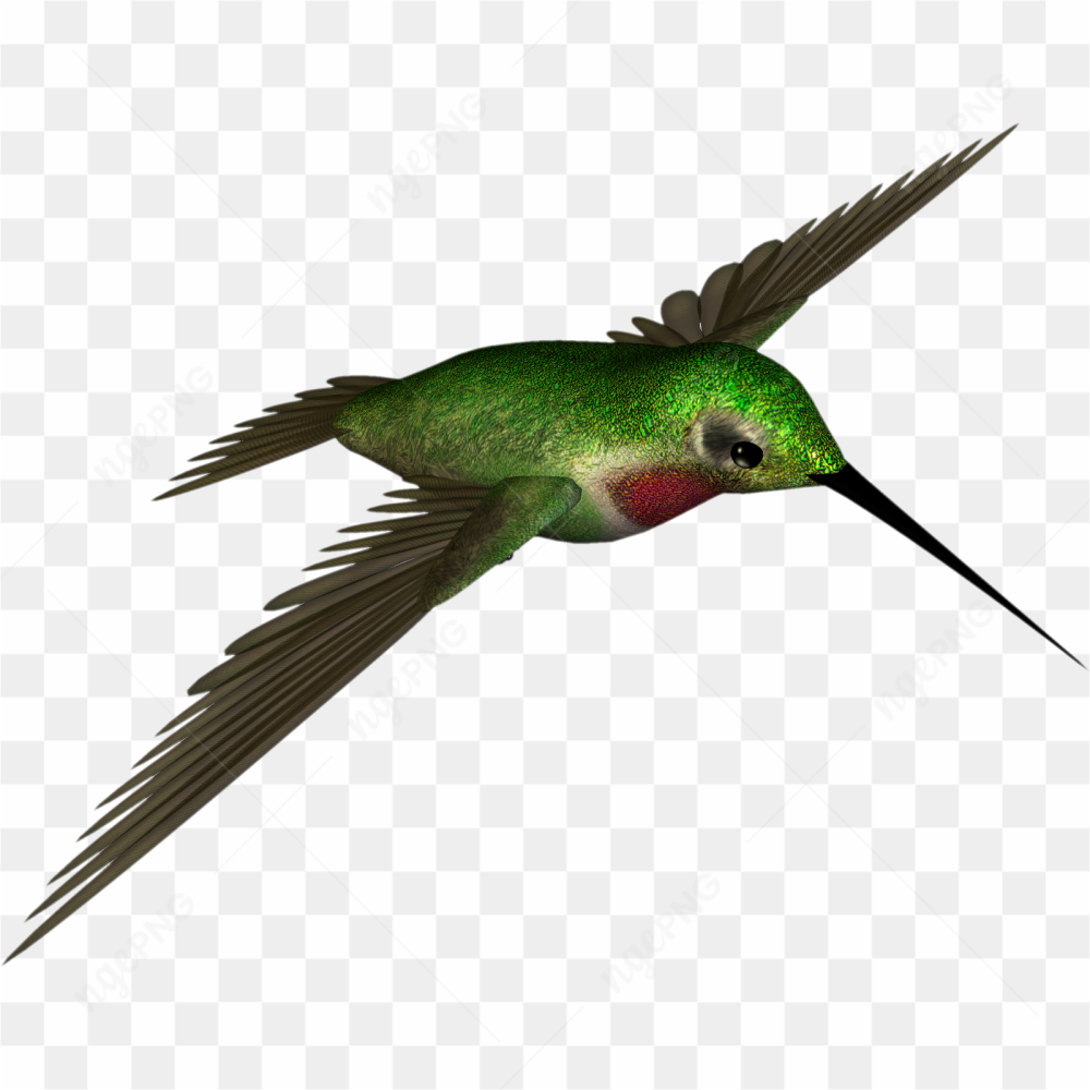 Hummingbird Photo 01