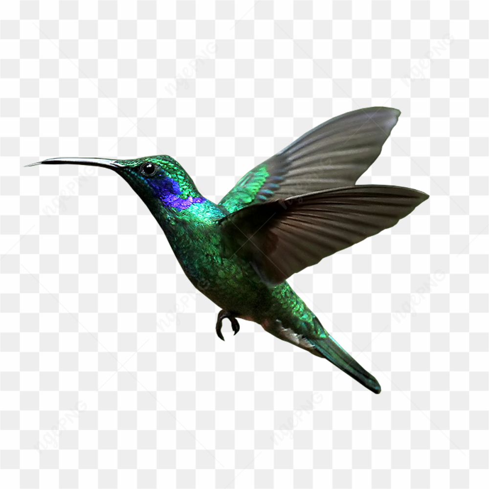 Hummingbird Photo 05