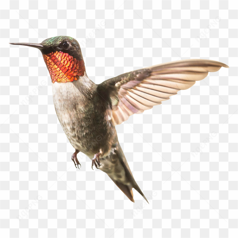 Hummingbird Photo 07