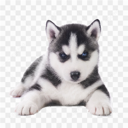 Husky baby photo
