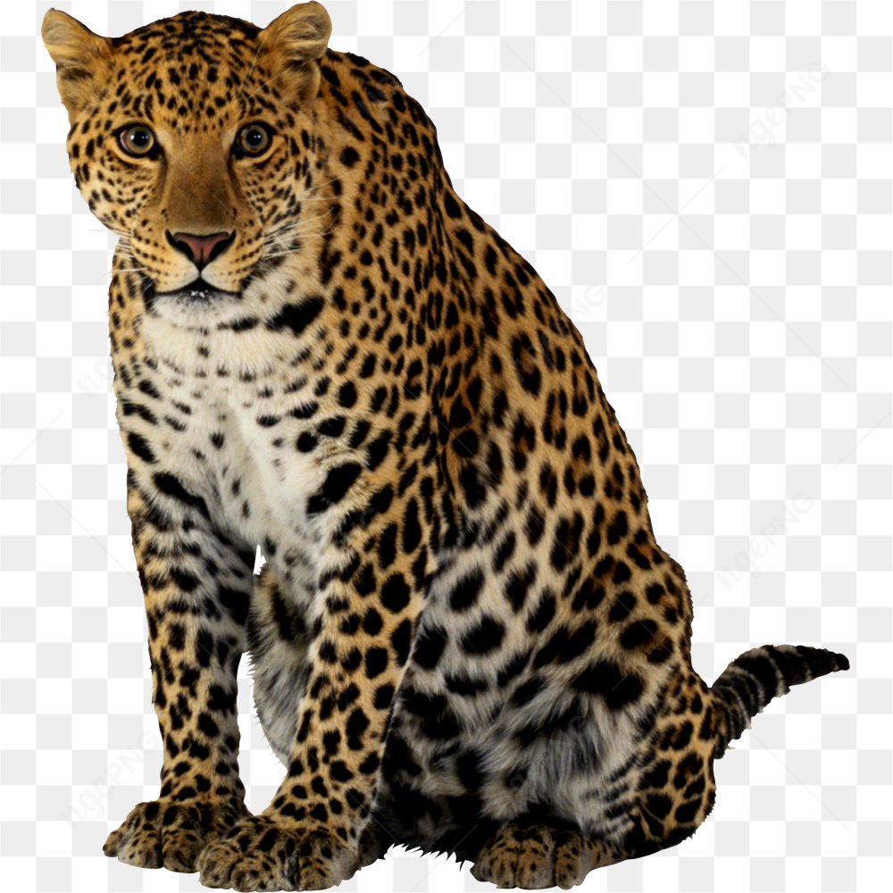 Leopard sitting stare