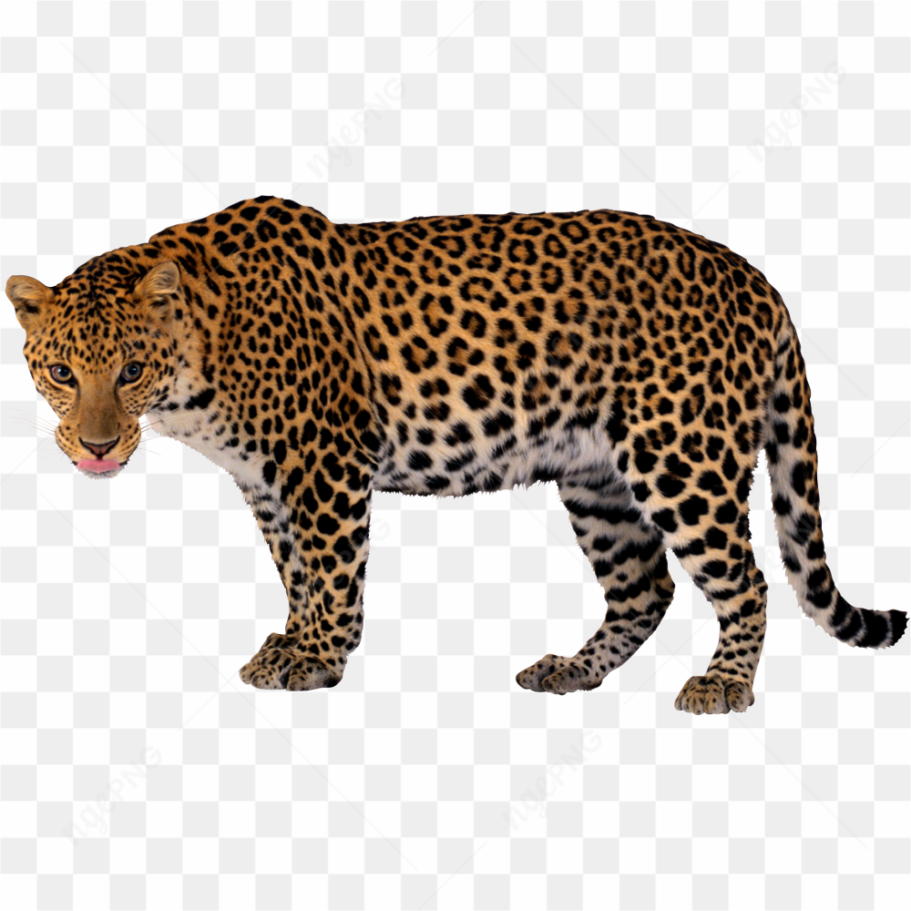 Leopard standing stare