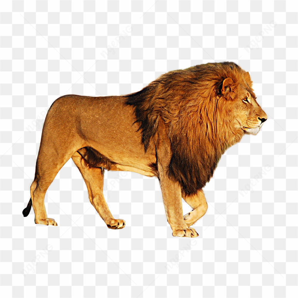 Lion standing walking