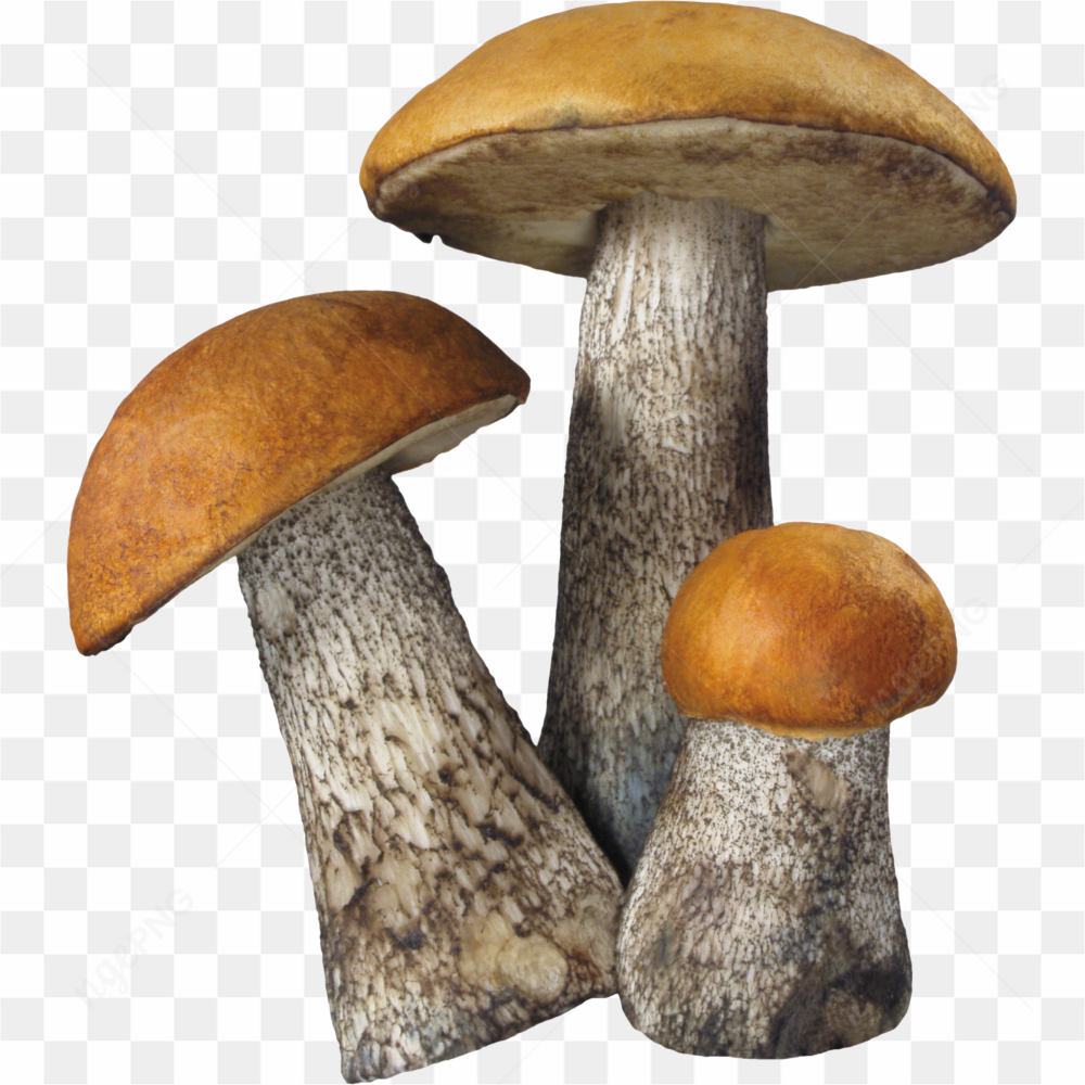 Mushroom Photo 02