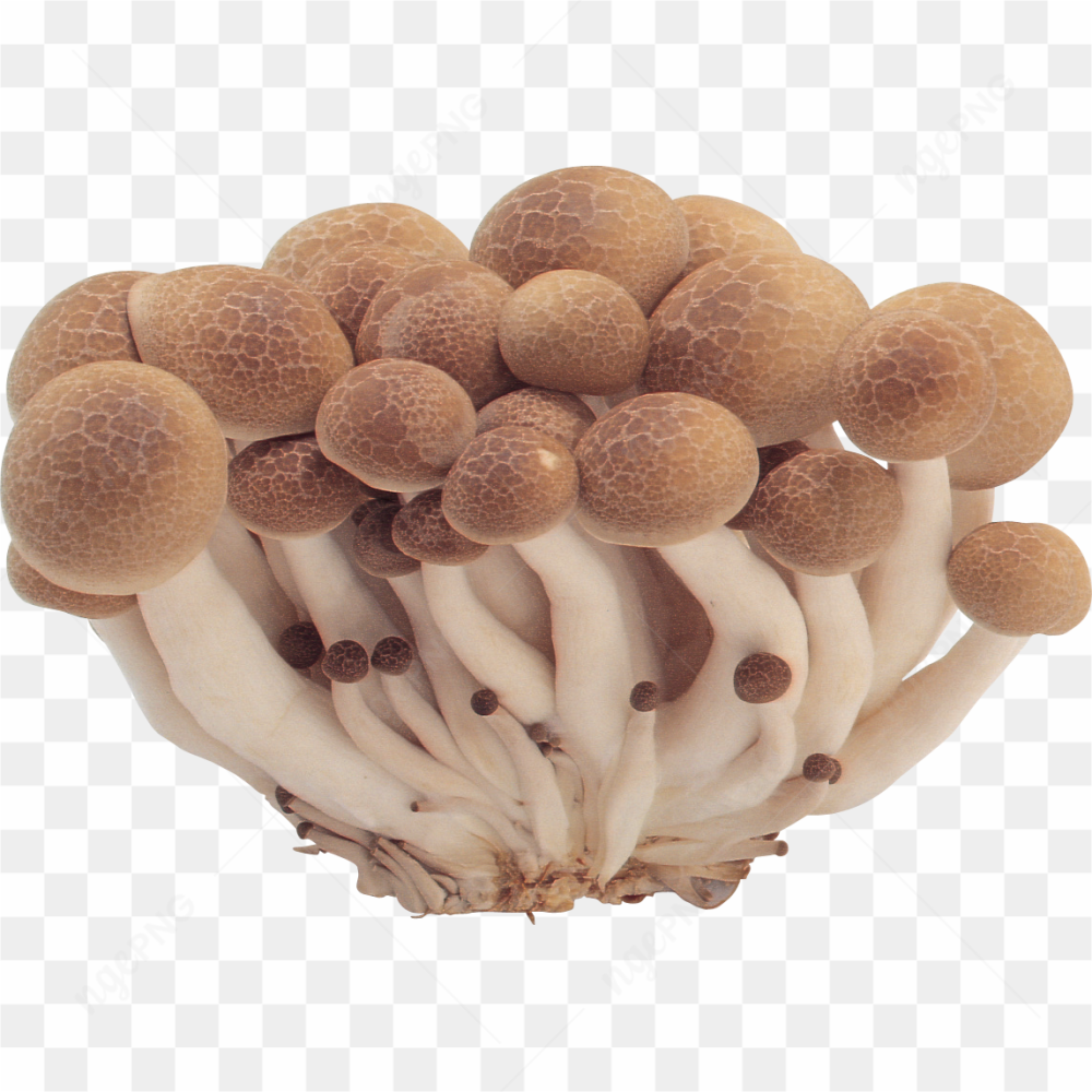 Mushroom Photo 04