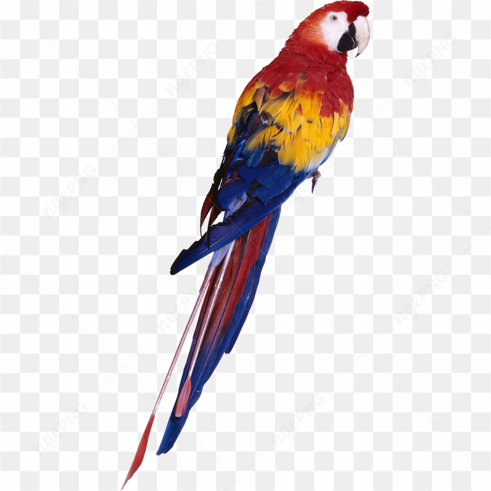 Macao Parrot yellow red blue