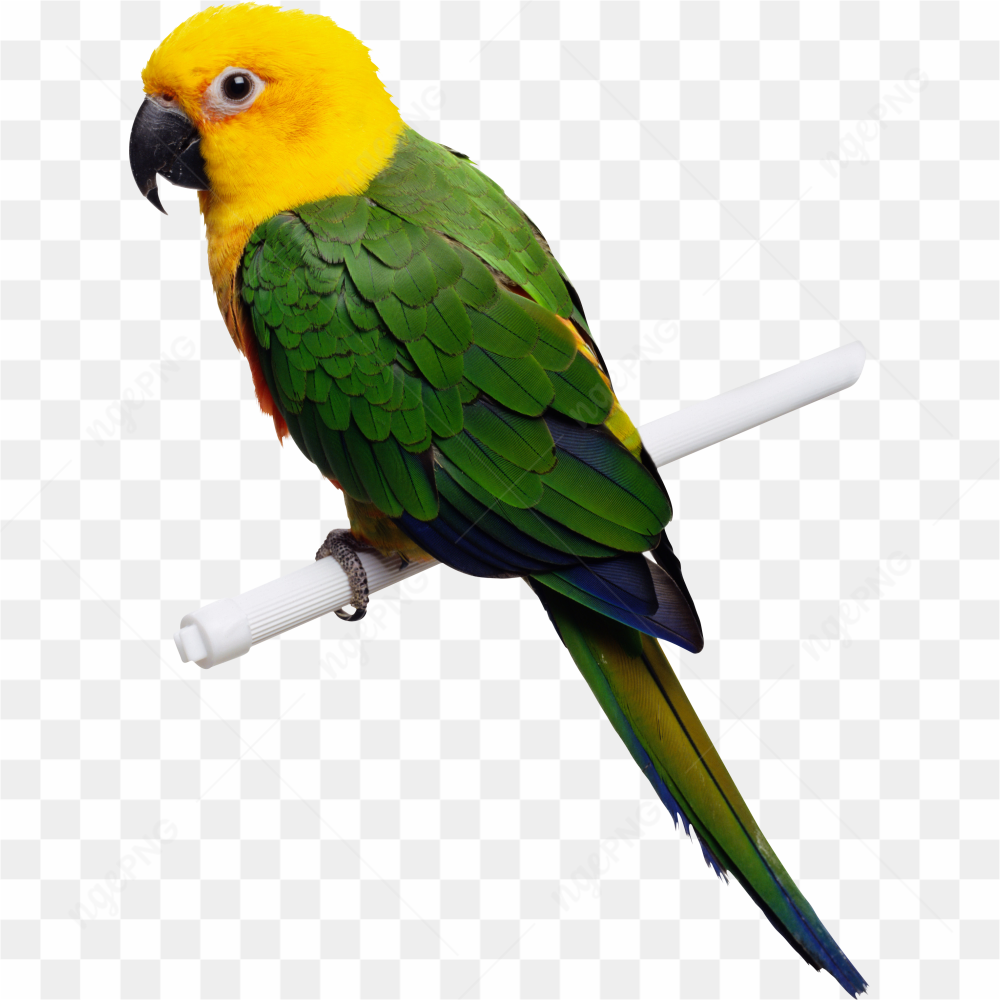 Macao Parrot yellow green