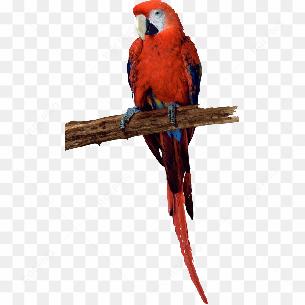 Macao Parrot yellow red blue 2