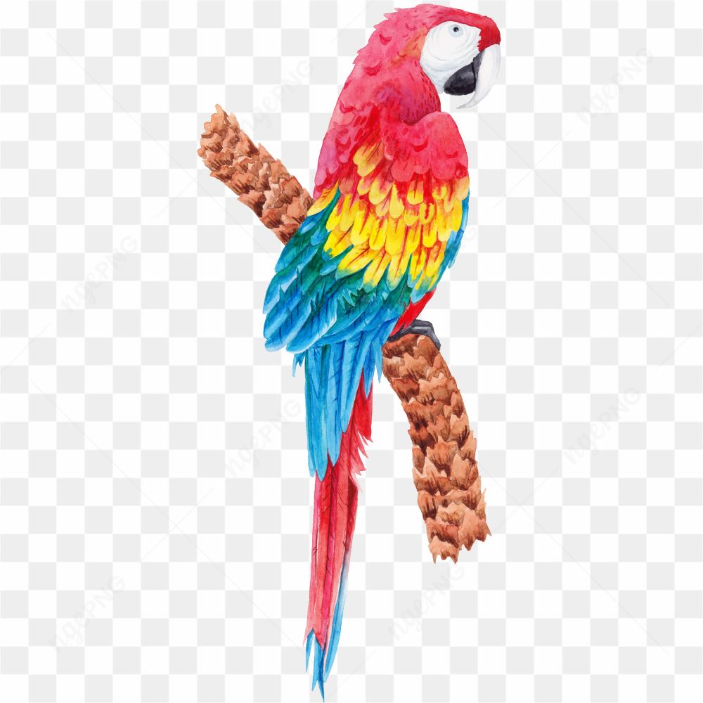 Macao Parrot yellow red blue 3
