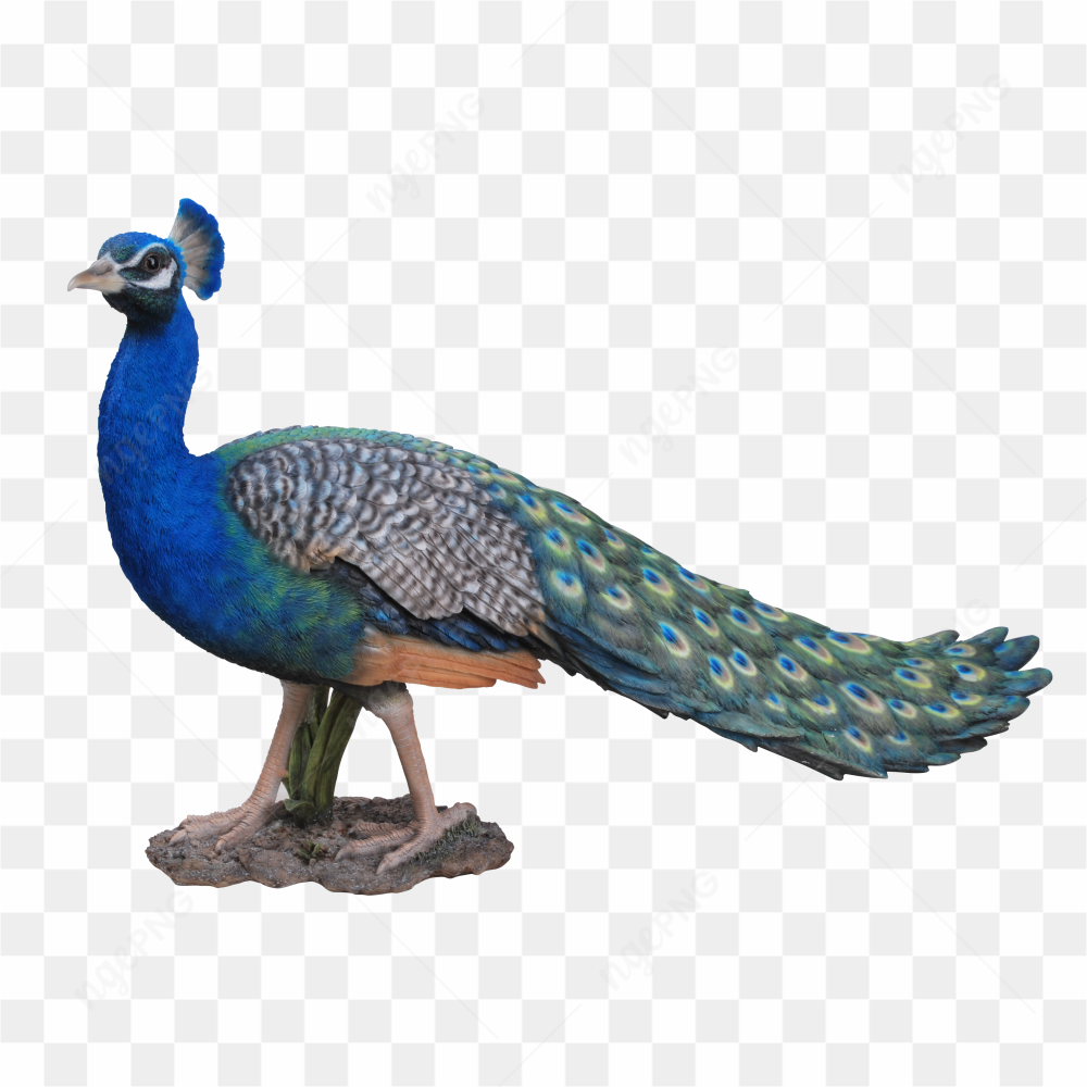 Peacock blue Green 02