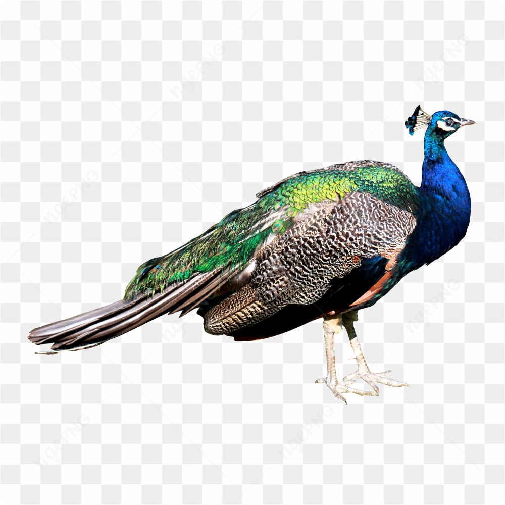 Peacock blue Green 04