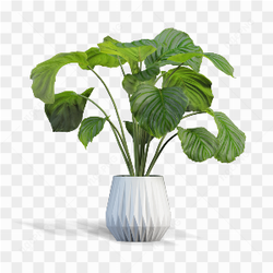 Green plant in vase