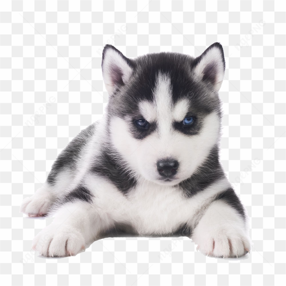 Husky puppy image