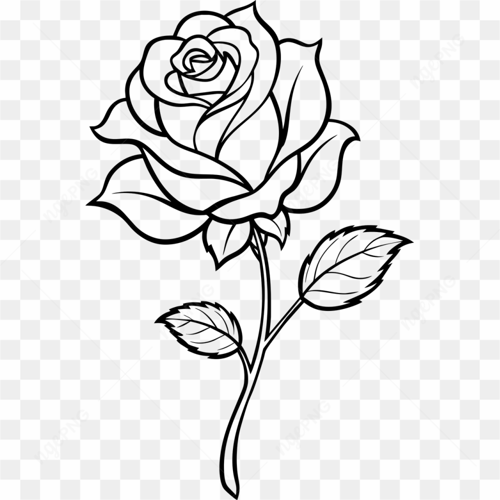 Drawed rose flower 