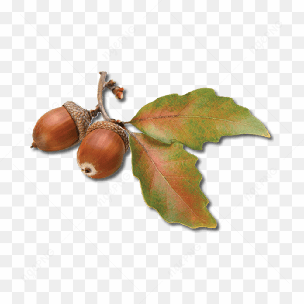 Nuts with leaves