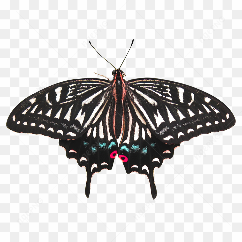 Photograph of a butterfly