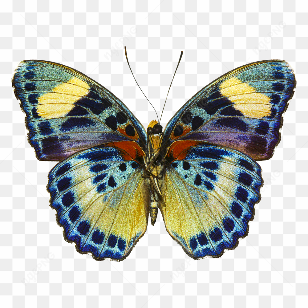Photograph of a butterfly