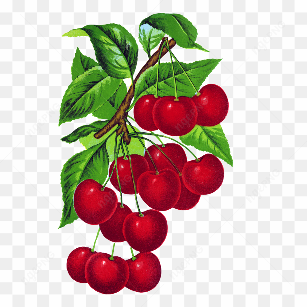 Handmade drawing of red berries