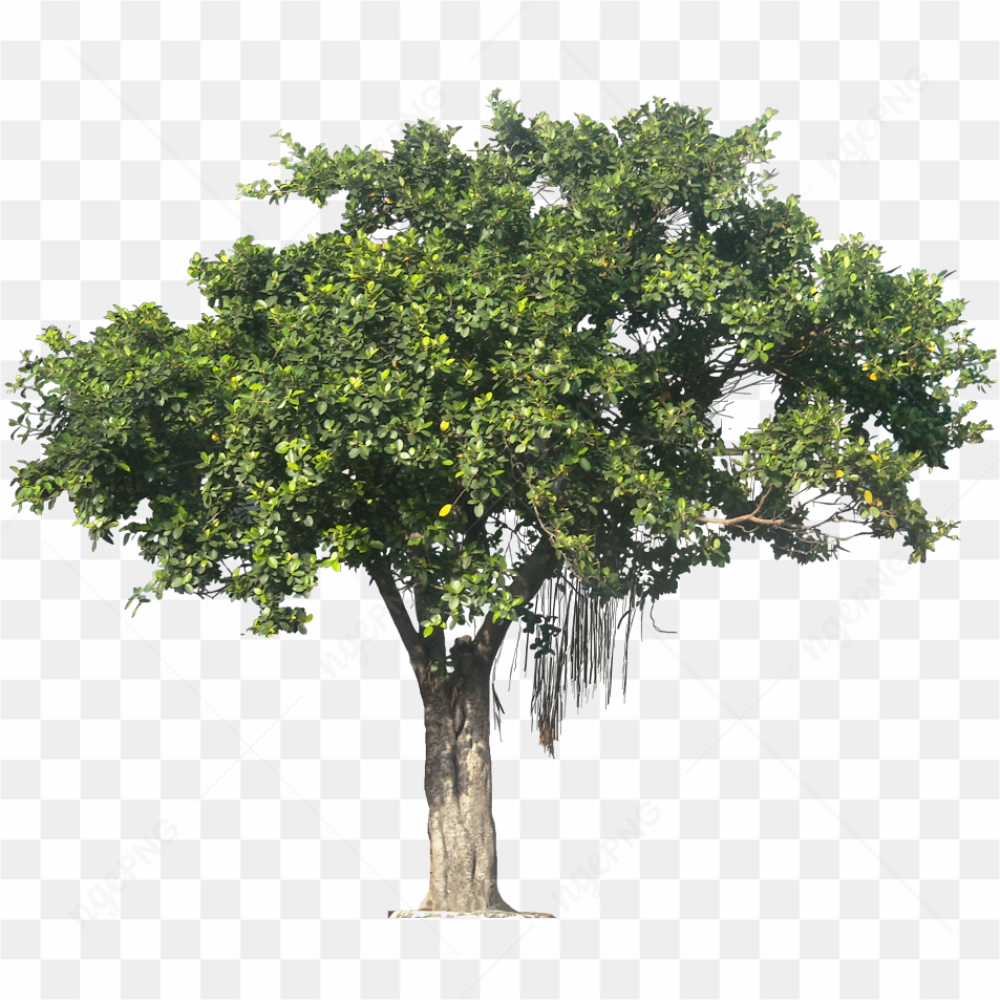 Tree png banayan