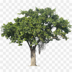 Tree png banayan