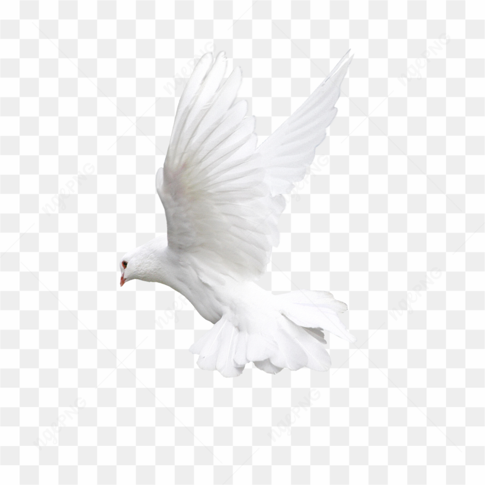 Flying white Pigeon