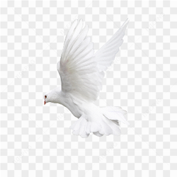 Flying white Pigeon