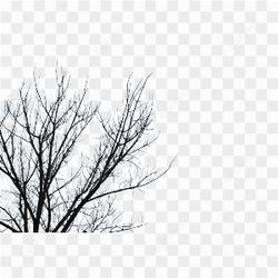 Branches without leaves