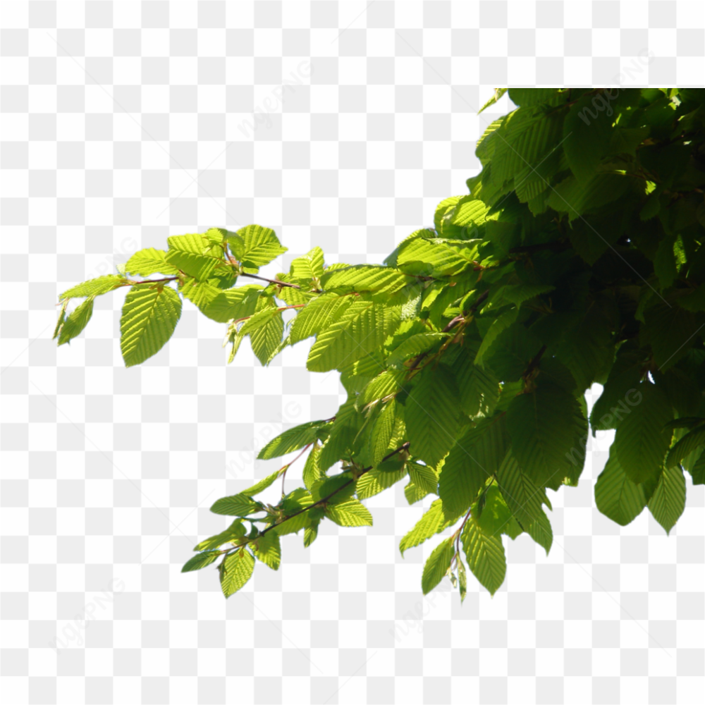 Tree Leaves Png