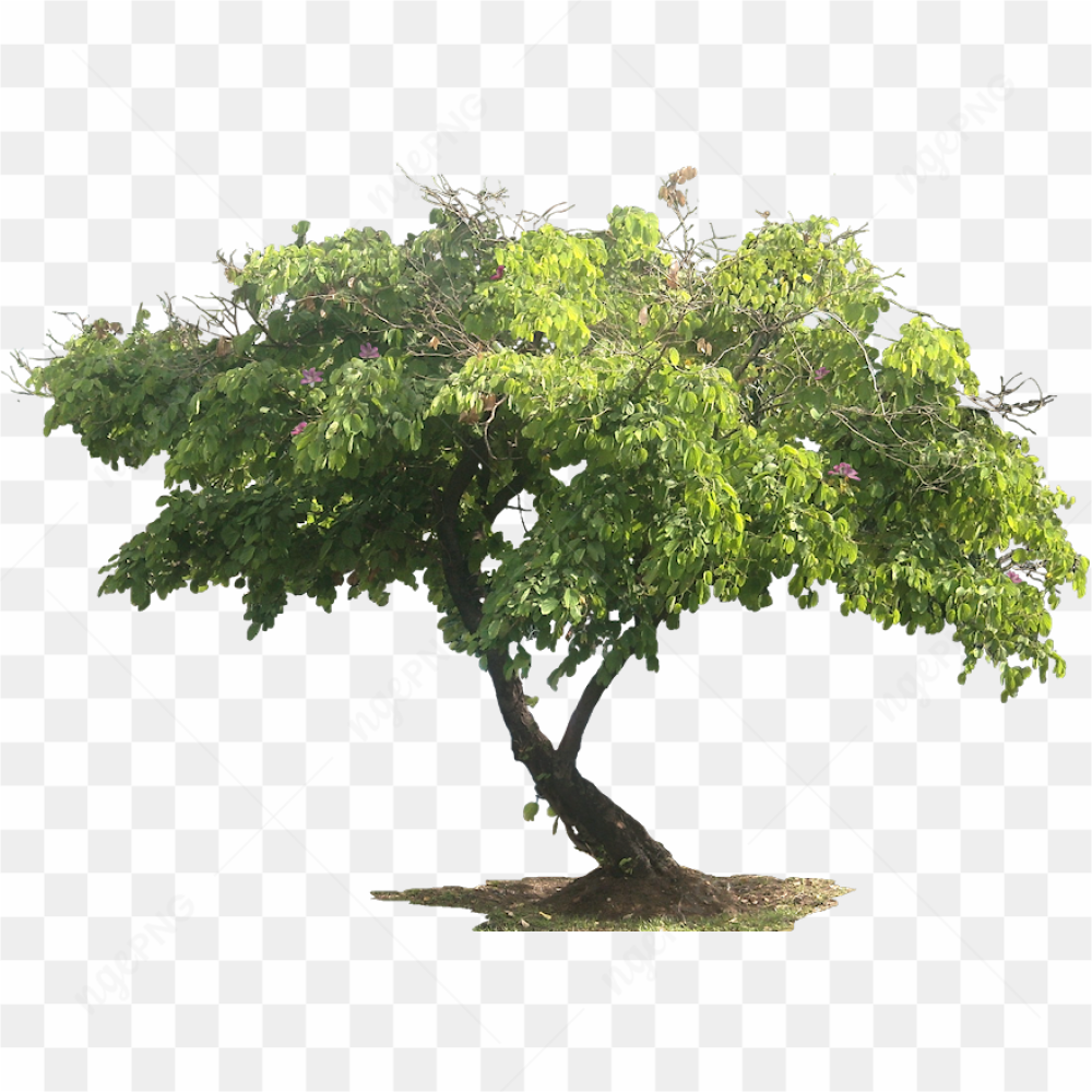 Small Green Tree