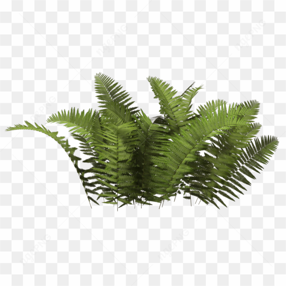 Green Fern plant