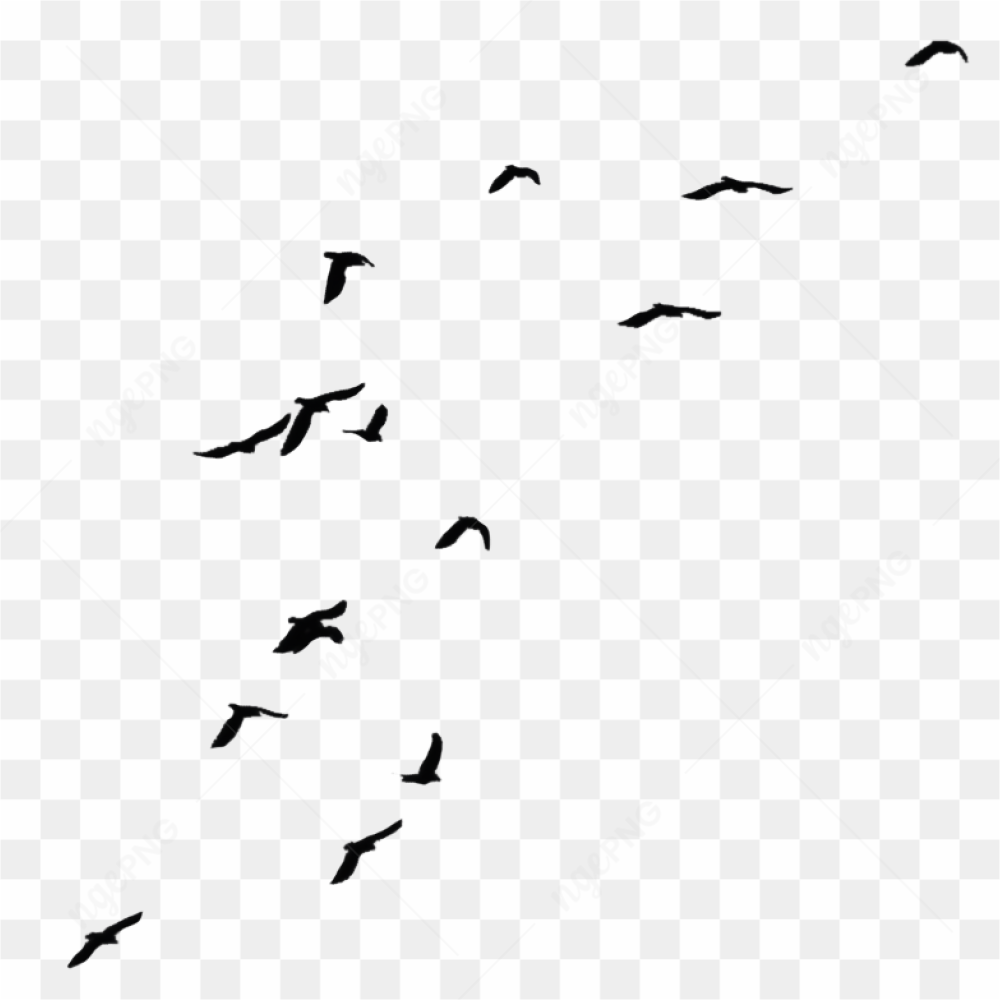 Birds flying in sky
