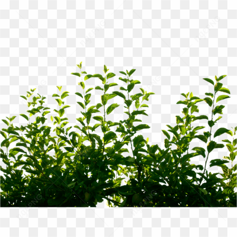 Green Small Plant