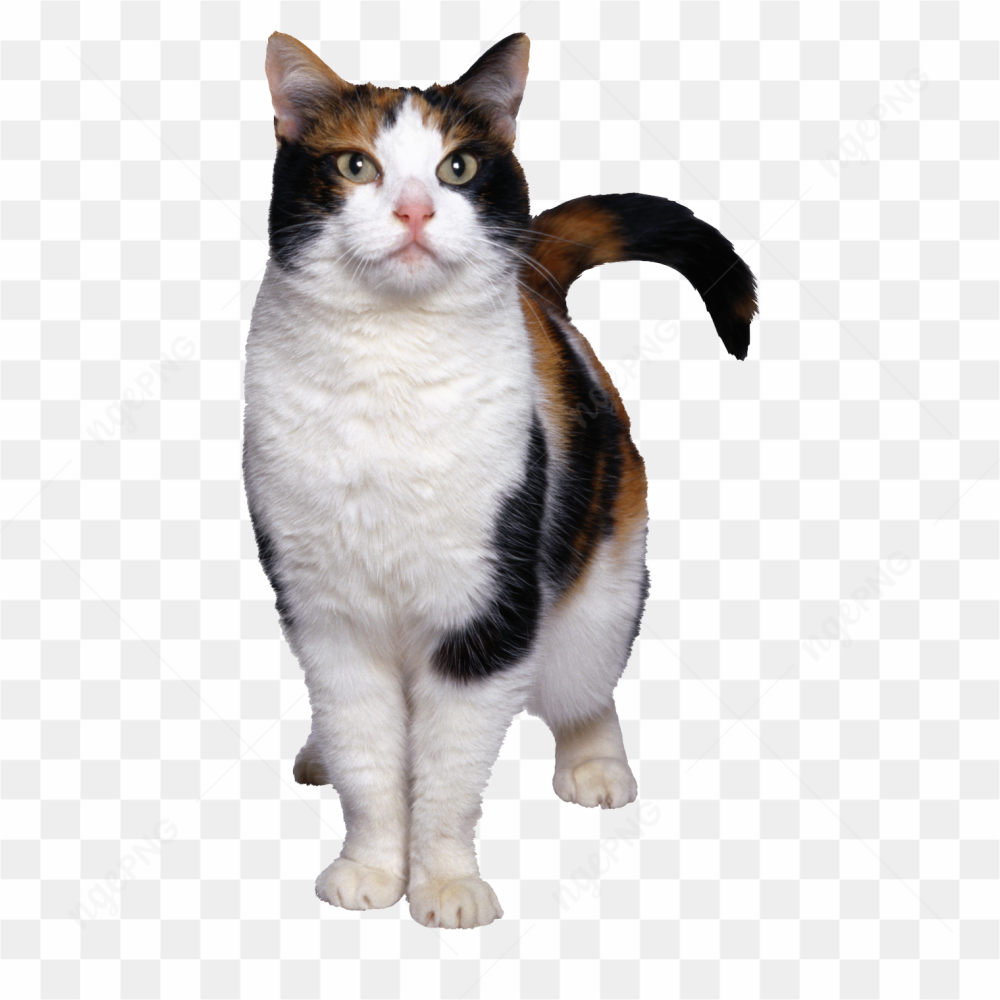 Attentive cat no background