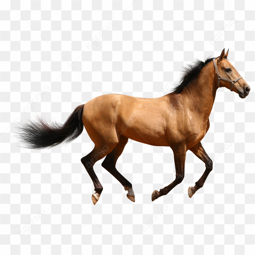 Running horse side picture