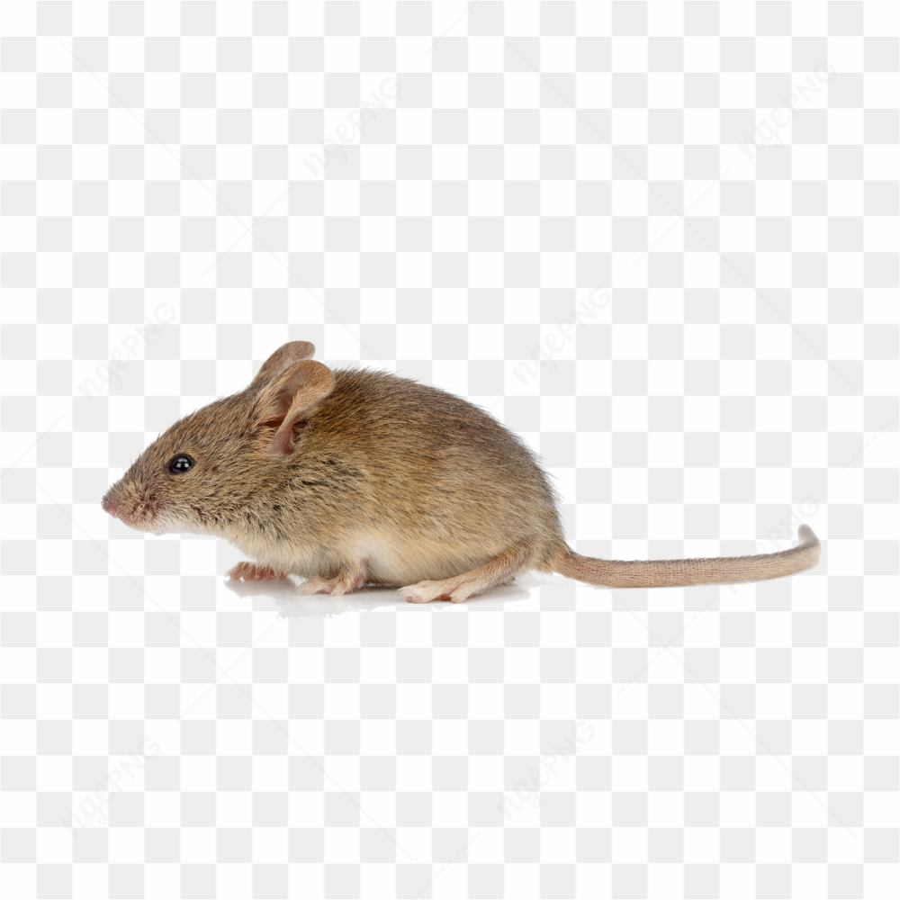 Small mouse hd