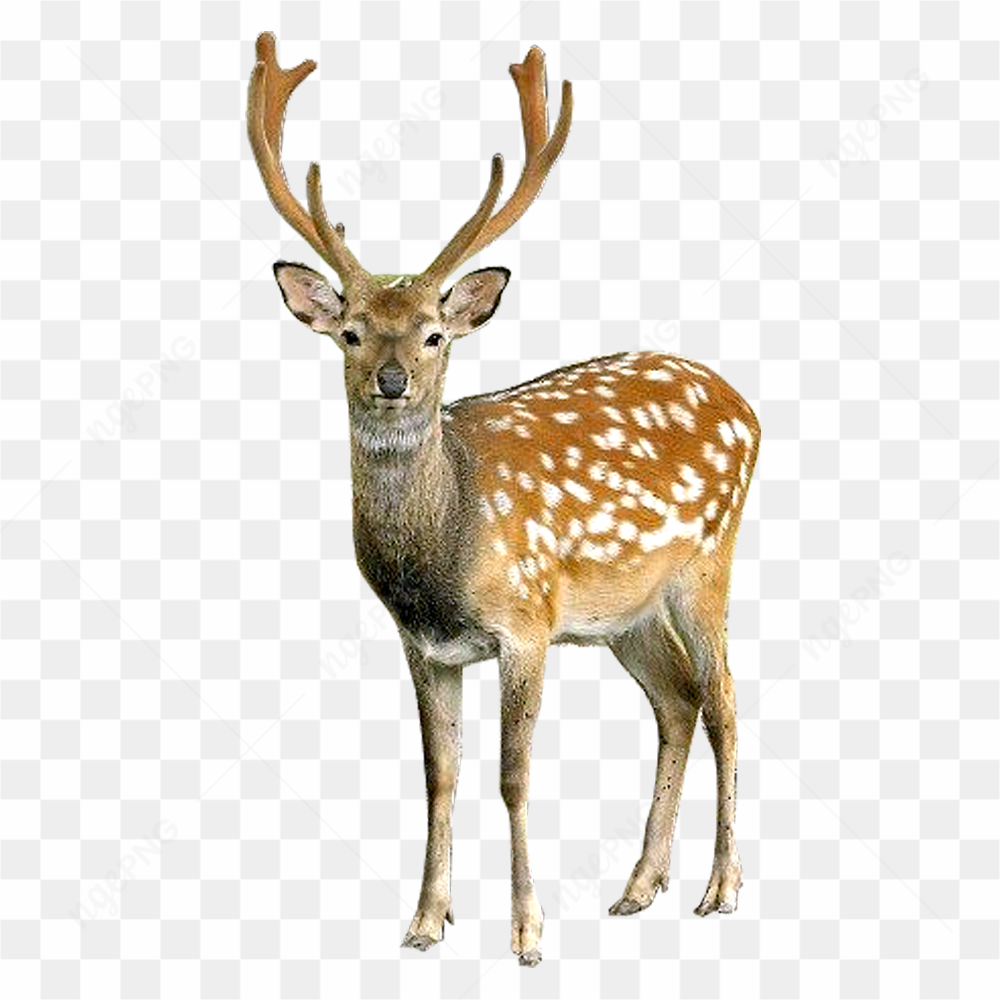 Single Spotted Reindeer 