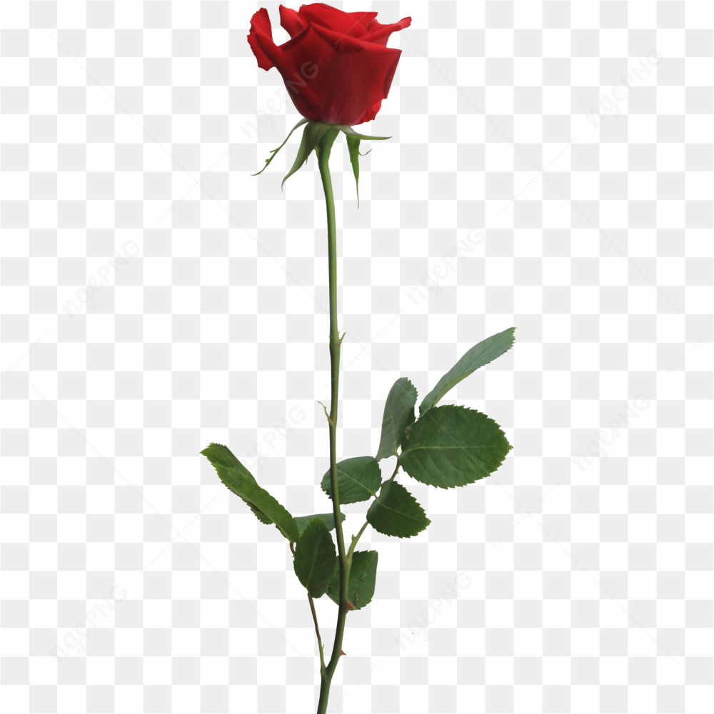 Beautiful Red Rose