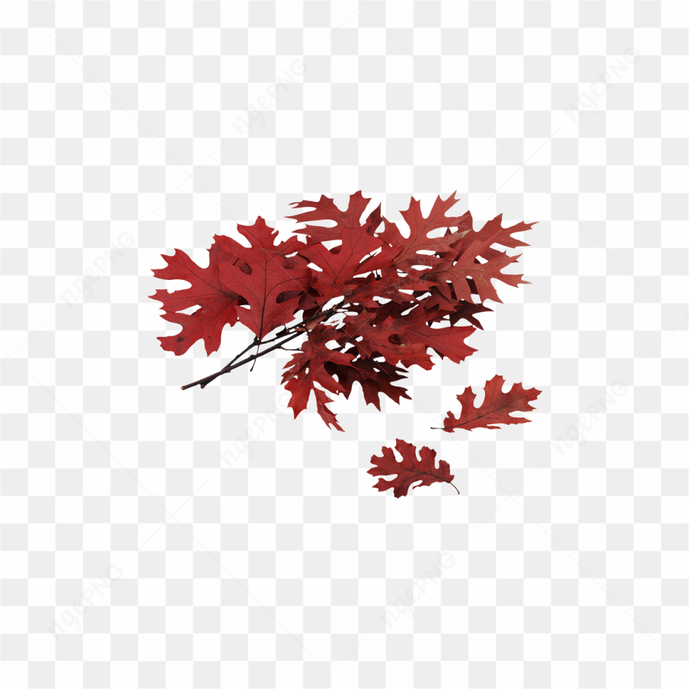 Red Tree Leaves