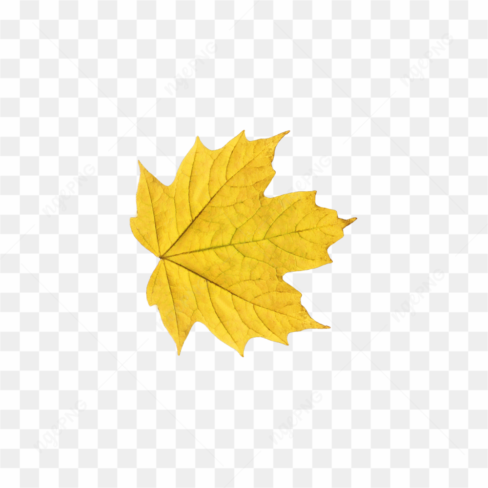 Single Yellow Leaf