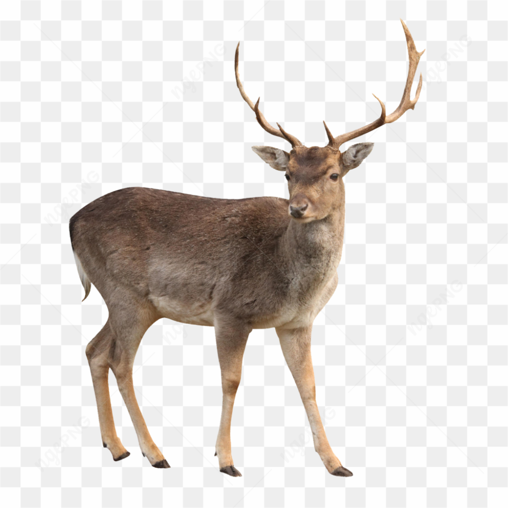 Beautiful Wild Deer