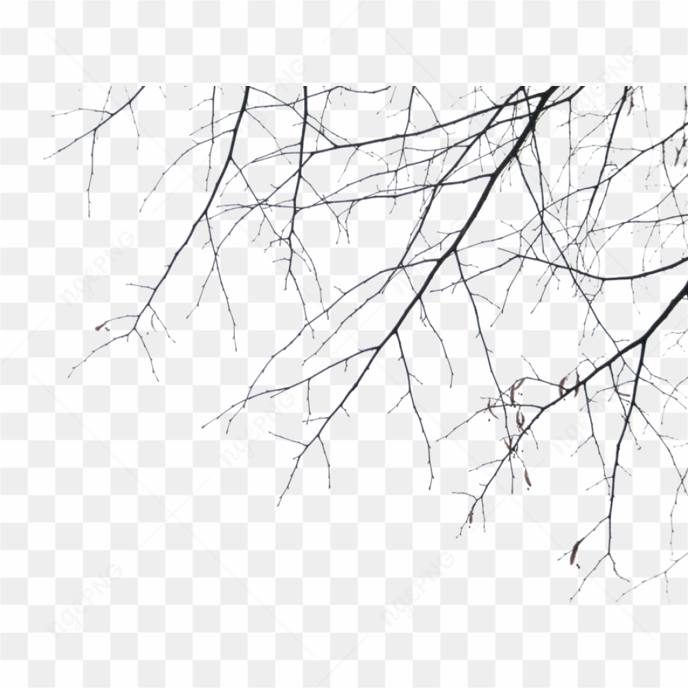 Dead Tree Branches