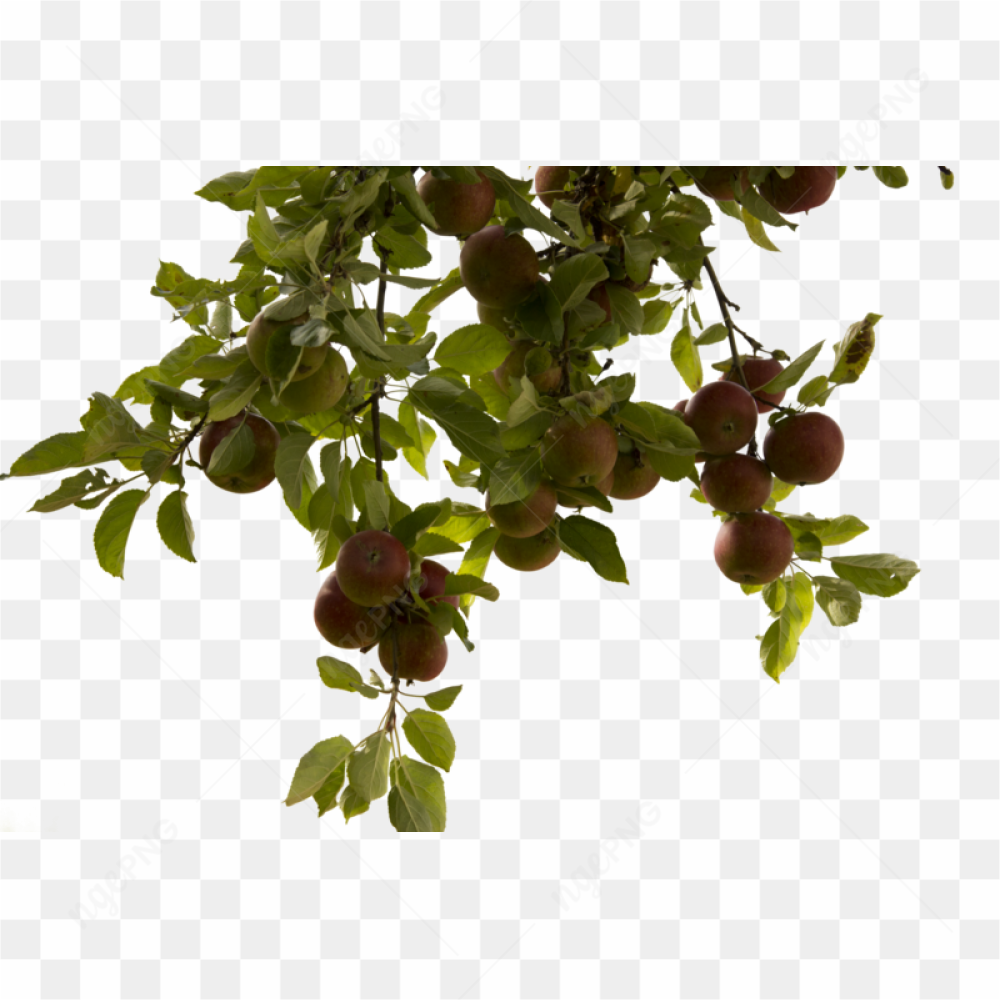 Tree Branch with fruit