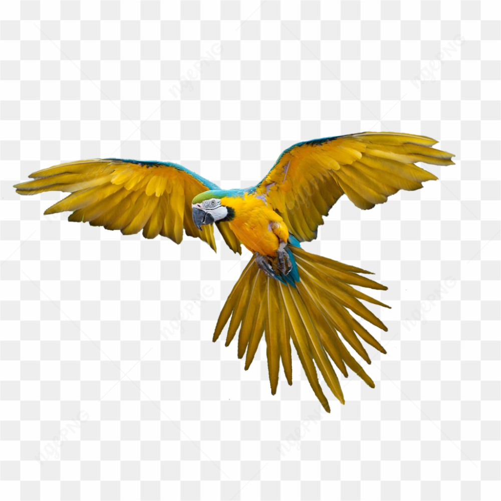 Beautiful Yellow Parrot