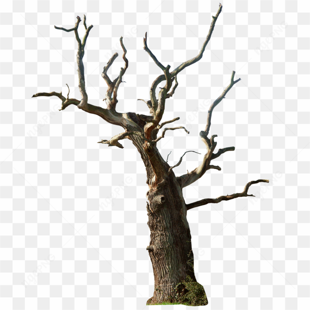 Single Dead Tree
