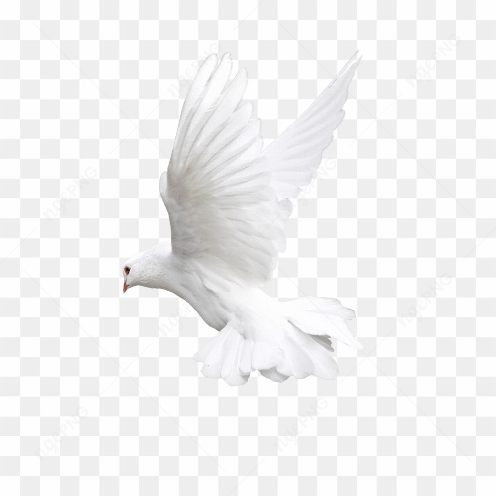 White Pigeon Flying 