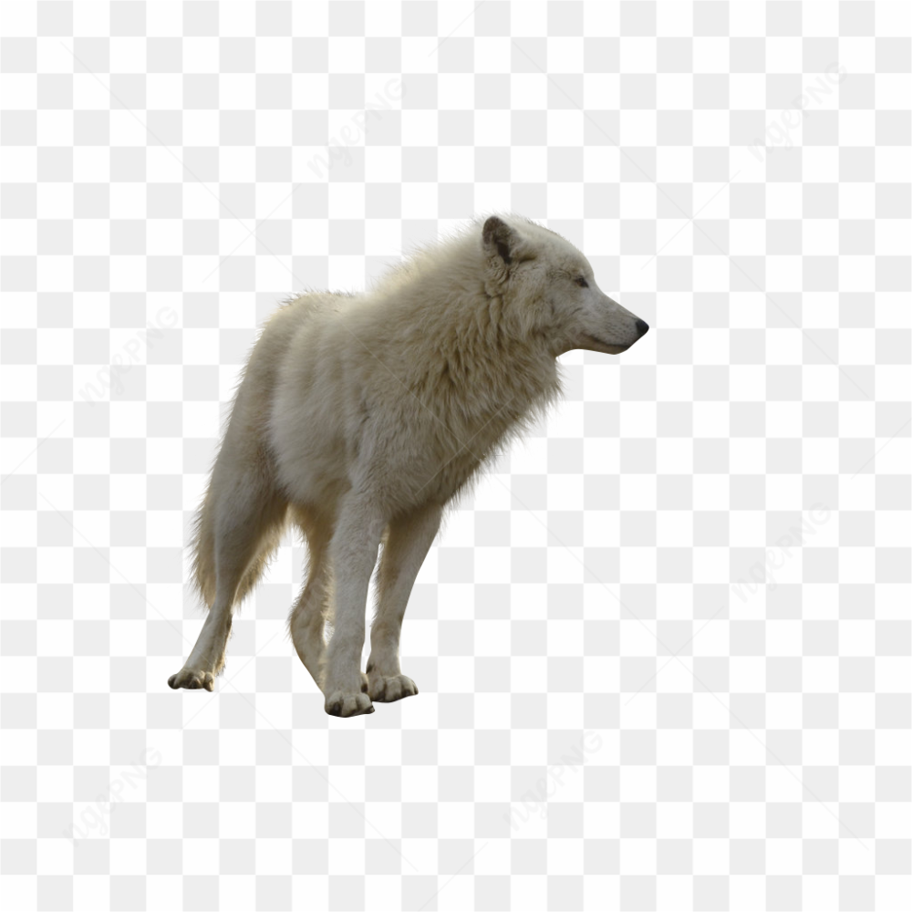 White Wild Wolf